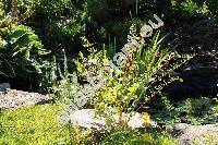 Chenopodium foliosum (Moench) Aschers. (Morocarpus foliosus Moench, Blitum virgatum L., Chenopodium virgatum (L.) Ambrosi)