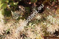 Lobularia maritima (L.) Desv. (Alyssum maritimum (L.) Lam., Koniga maritima (L.) R. Br., Alyssum benthamii hort., Clypeola maritima L.)