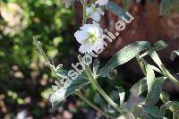 Matthiola incana (L.) Ait. (Cheiranthus incanus L., Matthiola annua (L.) Sweet., Hesperis violaria Lam.)