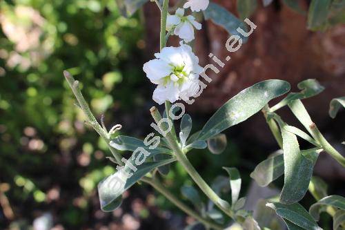 Matthiola incana (L.) Ait. (Cheiranthus incanus L., Matthiola annua (L.) Sweet., Hesperis violaria Lam.)