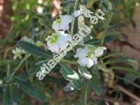 Matthiola incana (L.) Ait. (Cheiranthus incanus L., Matthiola annua (L.) Sweet., Hesperis violaria Lam.)