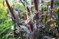 Pennisetum 'Red Imperata'