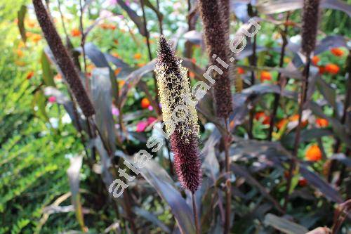 Pennisetum 'Red Imperata'