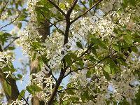 Amelanchier laevis Weig. (Mespilus, Aronia, Sorbus, Amelanchier canadensis Gray non Med.)