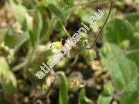 Kickxia spuria (L.) Dum. (Antirrhinum spurium L., Elatinoides spuria (L.) Wettst., Cymbalaria, Linaria)