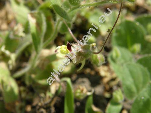 Kickxia spuria (L.) Dum. (Antirrhinum spurium L., Elatinoides spuria (L.) Wettst., Cymbalaria, Linaria)