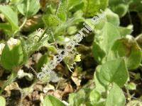 Kickxia spuria (L.) Dum. (Antirrhinum spurium L., Elatinoides spuria (L.) Wettst., Cymbalaria, Linaria)