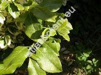 Euonymus fortunei (Turcz.) Hand.-Mazz. 'Vegetus' (Euonymus radicans Sieb. ex Miq.)