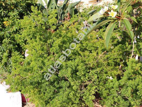 Asparagus umbellatus (Asparagus umbellatus Link)