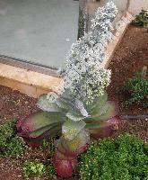 Kalanchoe thyrsiflora Harv. (Kalanchoe tetraphylla Per.)