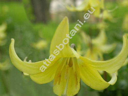 Erythronium tuolumnense Appleg.