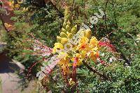 Caesalpinia gilliesii (Caesalpinia gilliesii (Wall. ex Hook) Benth.)