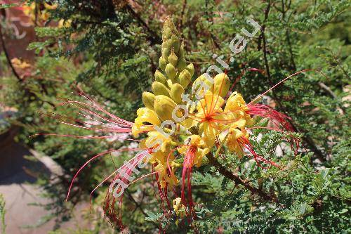 Caesalpinia gilliesii (Caesalpinia gilliesii (Wall. ex Hook) Benth.)