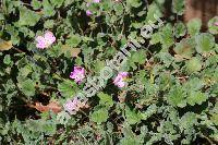 Erodium reichardii (Murray) DC. (Erodium chamaedryoides (Cav.) L'Hrit)