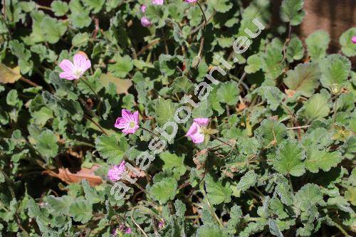 Erodium reichardii (Murray) DC. (Erodium chamaedryoides (Cav.) L'Hrit)