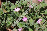 Erodium reichardii (Murray) DC. (Erodium chamaedryoides (Cav.) L'Hrit)