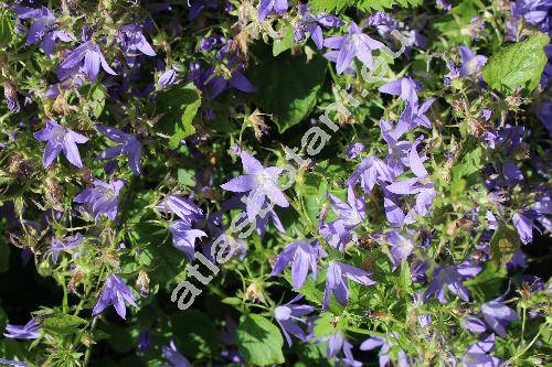 Campanula poscharskyana Degen