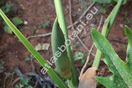 Philodendron bipinnatifidum Schott