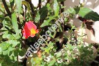 Portulaca umbraticola