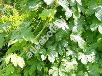 Humulus scandens (Lour.) Merill (Humulus japonicus Sieb. et Zucc., Antidesma scandens Lour.)