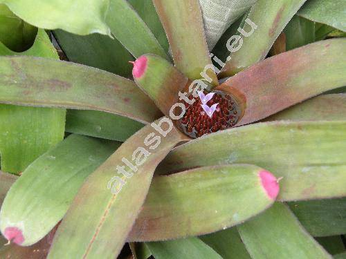 Neoregelia spectabilis Smith (Nidularium spectabile Moore)