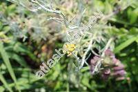 Helichrysum italicum (Roth) Don fil. (Helichrysum angustifolium, Helichrysum microphyllum)