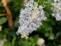 Ceanothus 'Blue Mound' (Ceanothus thyrsiflorus)
