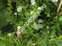 Ceanothus 'Blue Mound' (Ceanothus thyrsiflorus)