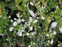 Ceanothus 'Blue Mound' (Ceanothus thyrsiflorus)