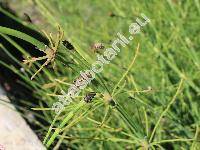 Equisetum fluviatile L. (Equisetum limosum L.)