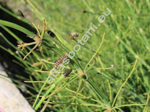 Equisetum fluviatile L. (Equisetum limosum L.)