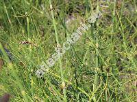 Equisetum fluviatile L. (Equisetum limosum L.)