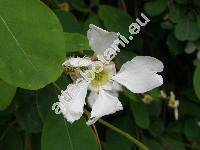Exochorda grandiflora (Hook.) Lindl. (Exochorda alberti Regel, Exochorda grandiflora var. alberti Asch. et Gr., Exochorda korolkowii Lav., Exochorda racemosa)