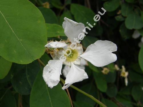 Exochorda grandiflora (Hook.) Lindl. (Exochorda alberti Regel, Exochorda grandiflora var. alberti Asch. et Gr., Exochorda korolkowii Lav., Exochorda racemosa)