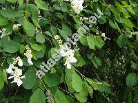 Exochorda grandiflora (Hook.) Lindl. (Exochorda alberti Regel, Exochorda grandiflora var. alberti Asch. et Gr., Exochorda korolkowii Lav., Exochorda racemosa)