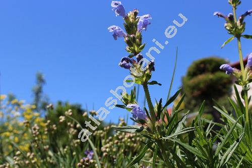 Dracocephalum ruyschiana L. (Dracocephalum hyssopifolium Mart. ex Steud., Ruyschiana spicata Mill.)