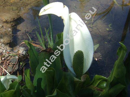 Lysichiton camtschatcensis (L.) Schott (Artiodracon, Lysichitun)