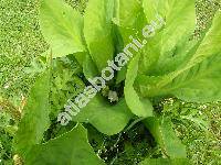 Lysichiton camtschatcensis (L.) Schott (Artiodracon, Lysichitun)