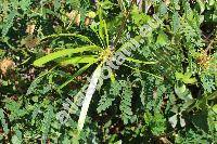 Leucaena leucocephala (Lam.) de Vit (Acacia glauca (L.) Willd., Mimosa glauca)