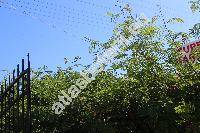 Leucaena leucocephala (Lam.) de Vit (Acacia glauca (L.) Willd., Mimosa glauca)