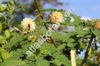 Leucaena leucocephala (Lam.) de Vit (Acacia glauca (L.) Willd., Mimosa glauca)