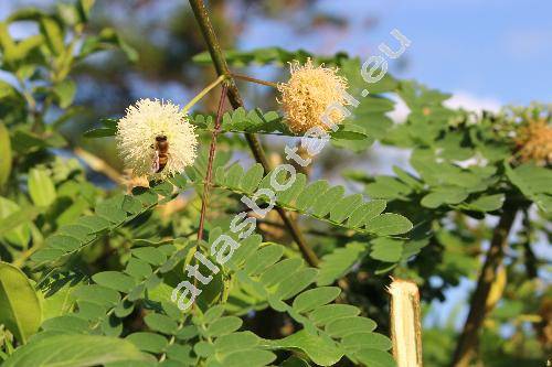 Leucaena leucocephala (Lam.) de Vit (Acacia glauca (L.) Willd., Mimosa glauca)
