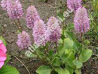 Ptilotus exaltatus 'Joey' (Ptilotus exaltatus (Nees) Benth.)