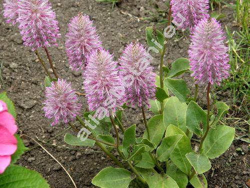 Ptilotus exaltatus 'Joey' (Ptilotus exaltatus (Nees) Benth.)