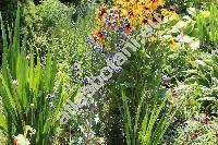 Eryngium planum L. (Eryngium amethystinum L.)