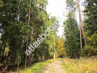 Abies alba Mill. (Pinus abies Du Roi)