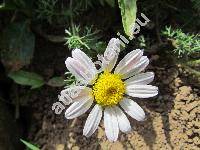 Anacyclus depressus Ball (Anacyclus pyrethrum var. depressus)