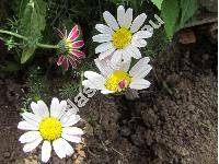 Anacyclus depressus Ball (Anacyclus pyrethrum var. depressus)