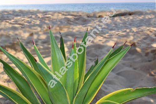 Agave vivipara 'Marginata' (Agave angustifolia var. marginata nom. illeg.)