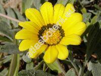 Gazania tomentosa